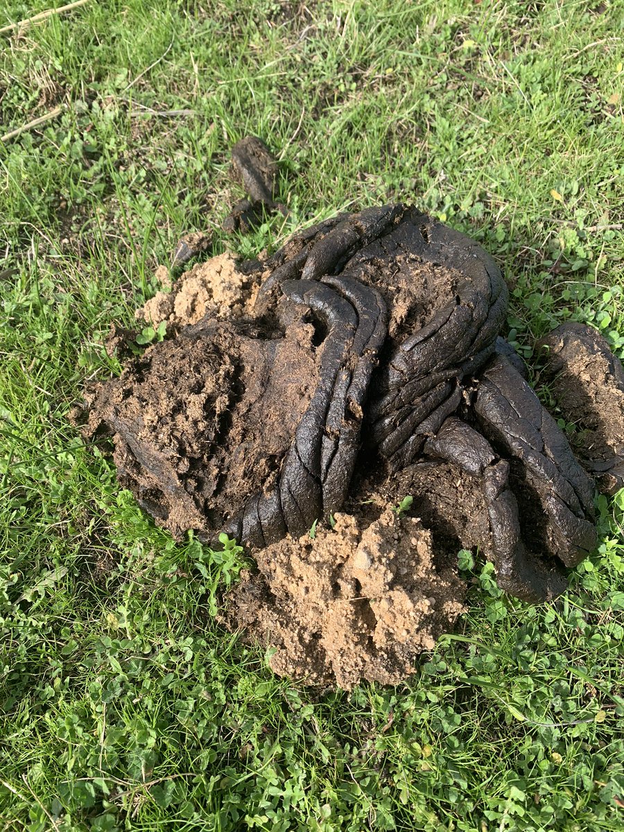 GregSounness's tweet image. We might not be on the prairie but the bison 🦬 💩🪲 are roaming