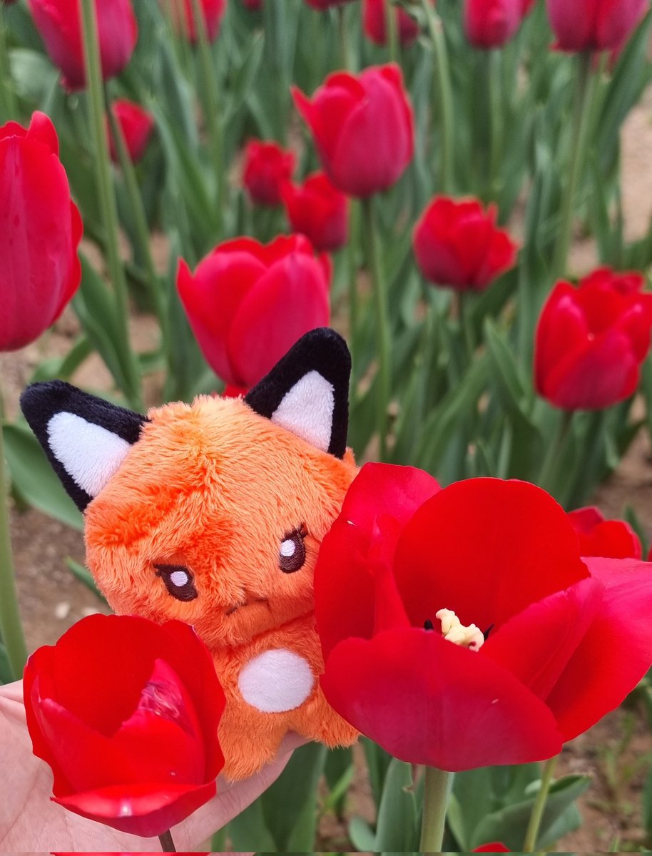 #말랑떡집_떡_돌리러_왔어요
우리시루 꽃구경하러왔지~