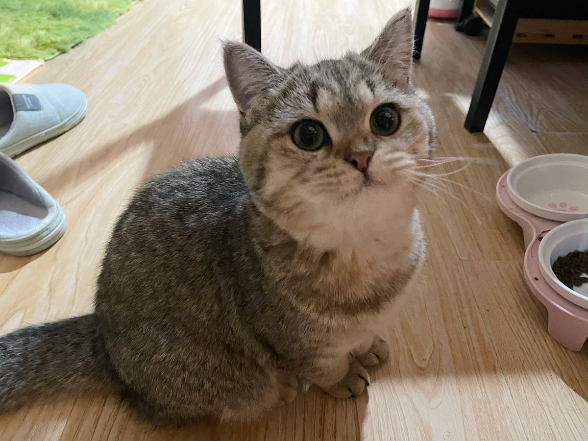 maroon_cc's tweet photo. 想起密码了，先来点猫猫🐱
#cat #猫猫 https://t.co/5bKer5gB0A