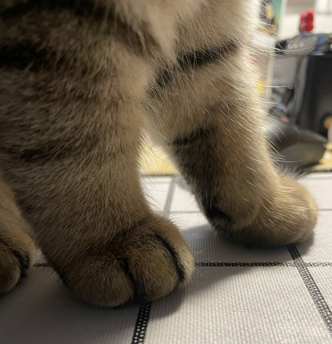 maroon_cc's tweet photo. 想起密码了，先来点猫猫🐱
#cat #猫猫 https://t.co/5bKer5gB0A