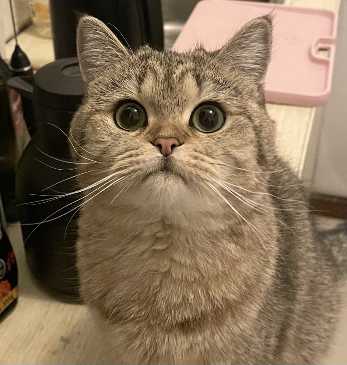 maroon_cc's tweet photo. 想起密码了，先来点猫猫🐱
#cat #猫猫 https://t.co/5bKer5gB0A