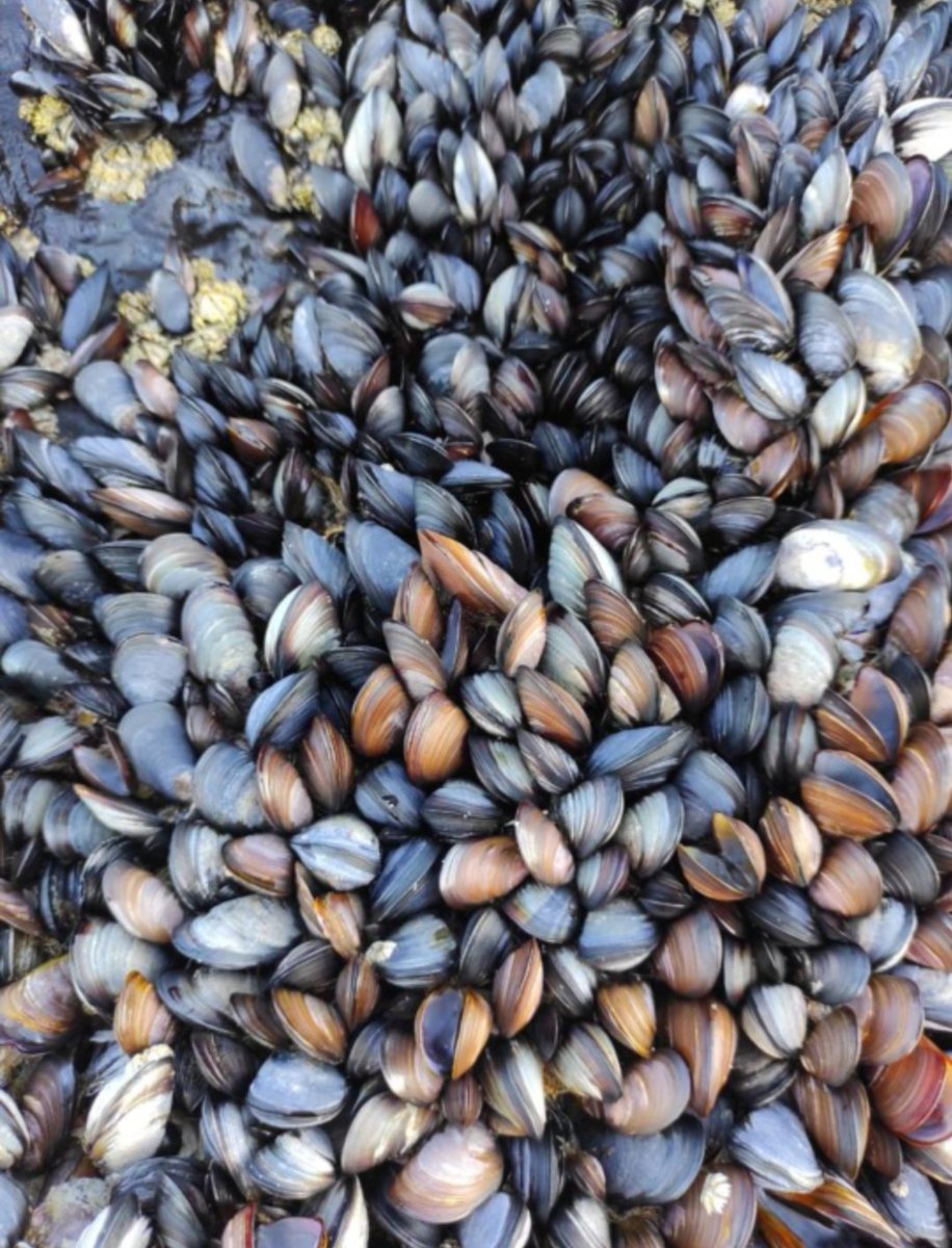 📢We are recruiting a funded PhD student.
CANCER TRANSMISSION IN MUSSELS: AN UNEXPLORED COMPLEXITY OF HOST-PATHOGEN INTERACTIONS

Project description: 
log.cnrs.fr/component/cont…

Deadline: 15th May 2023 
#recruiting #phd #cancer #ecology #phdchat
<a href="/LOG_labo/">Laboratoire d’Océanologie et de Géosciences</a> <a href="/univ_lille/">Université de Lille</a>
