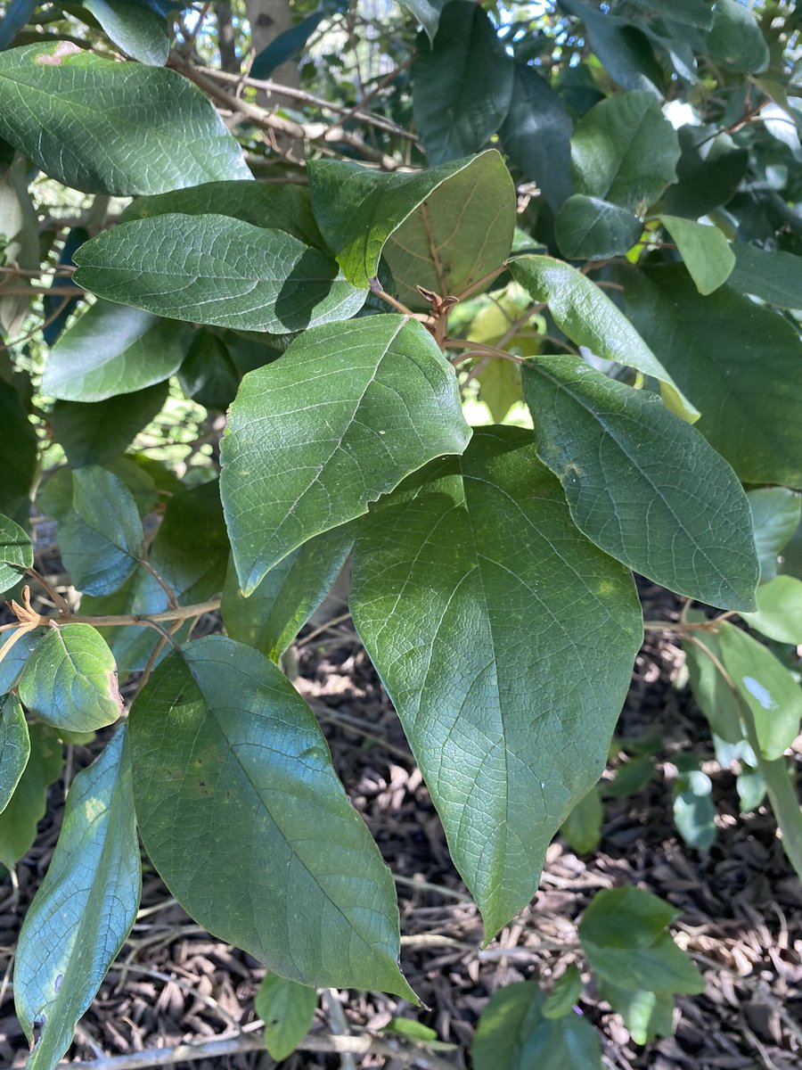 How beautiful are the fruit of Gmelina leichhardtii. <a href="/AustralianBG/">The Australian Botanic Garden</a>