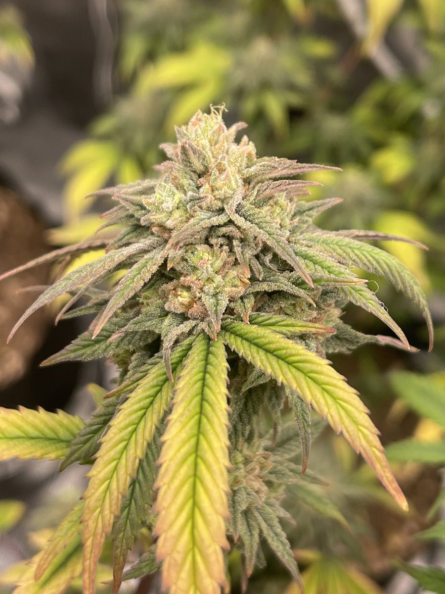 Girl Scout Cookies Extreme‼️🍪🔥
Finishing up nicely😋
@ILGMarijuana <a href="/wegrowatdawn/">lil sprout 🌱</a>