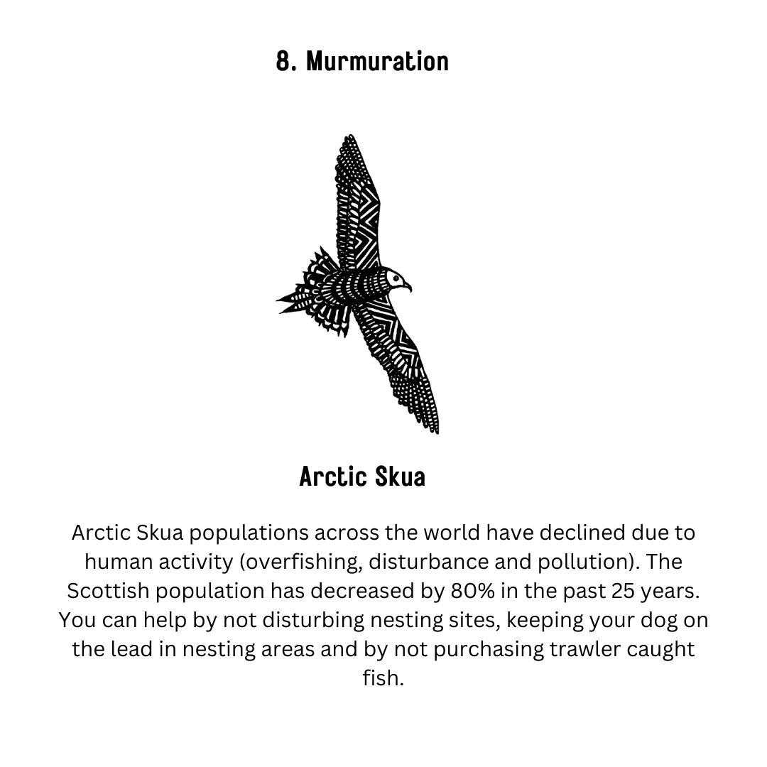 Here's the remaining artwork for the album! Every hand drawn picture comes with a description of the situation for each endangered species. Thanks for all of the great feedback so far! All the best :) Sam #inkfields #scottishwildcat #arcticskua #inkart #tattoo
