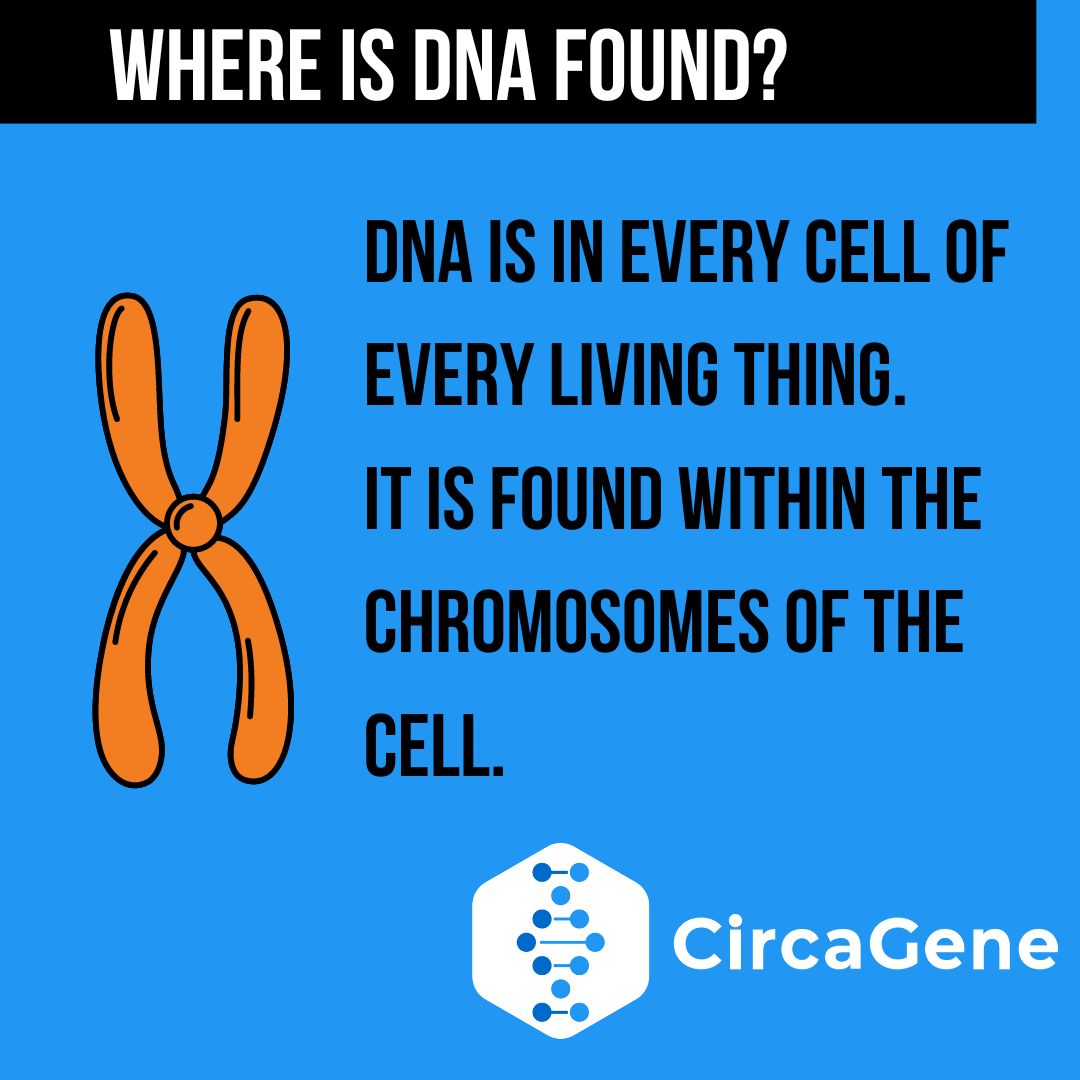 CircaGene tweet media