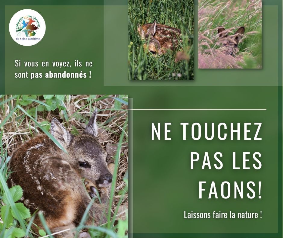 Ne les touchez pas ! 🦌

Les femelles laissent souvent leurs petits seuls pendant de longues périodes pour ne pas attirer les prédateurs. Tenez vos chiens en laisse lors de vos promenades pour éviter qu'ils ne s'en prennent aux faons. 🐕

<a href="/ONF_Officiel/">Office national des forêts</a> <a href="/ASPASnature/">ASPAS</a> <a href="/WWFFrance/">WWF France 🐼</a>