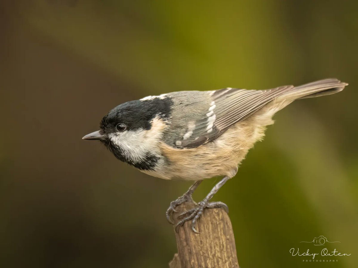 Coal tit

#birds #birdphotography #birdsonearth #wildlife #sheclicksnet  #BBCCountryfileMagPOTD #BBCwildlifePOTD #ukwildlifephotography #bbcspringwatch #springwatch #wildlifephotography #naturepheotography #coaltit 

vickyoutenphotography.com