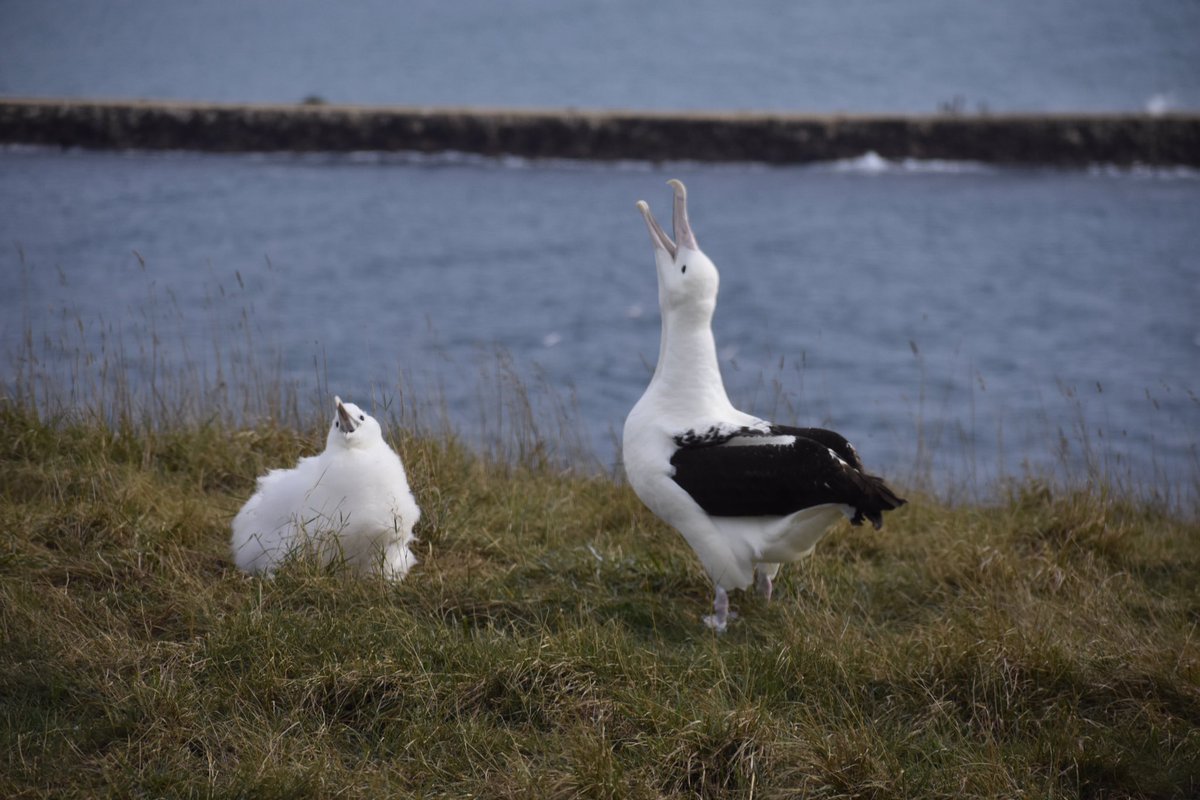 Have you ever seen such a stoked albatross chick!? Then again, this is how excited I am when my food arrives too.. 😁 

📷 Laura Findlay

#albatrosscentre #dunedin