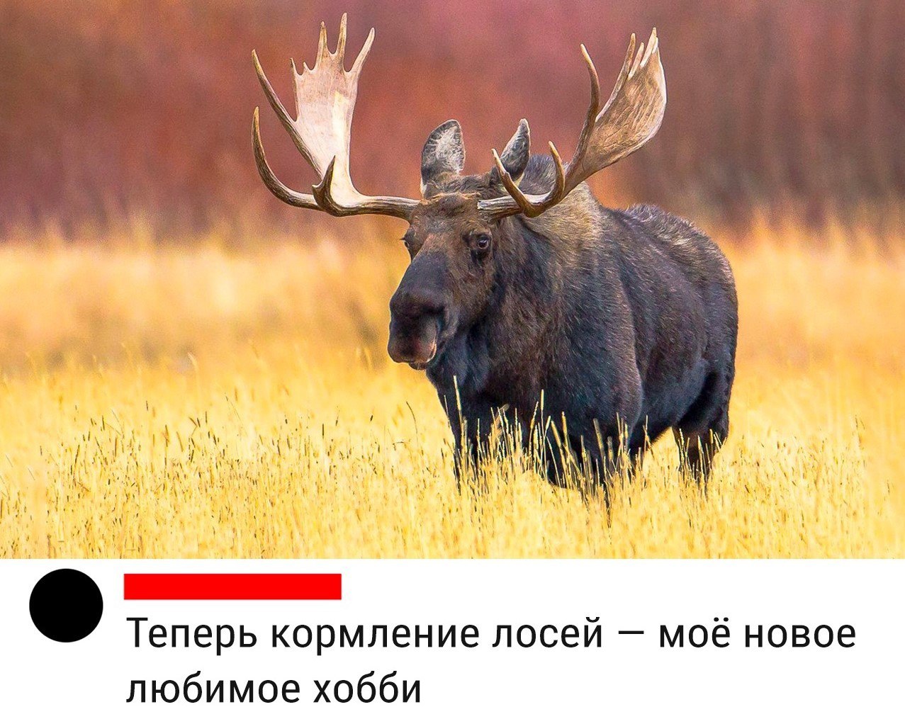 Лось мемы