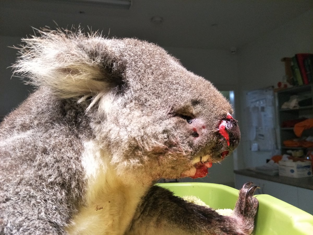 Twenty-six koalas have died this year after being hit by a motor vehicle in the Port Macquarie local government area. We call on drivers to please be aware of animals entering the road. Motorists play a major role in lowering koala fatalities by adjusting their driving behaviour.