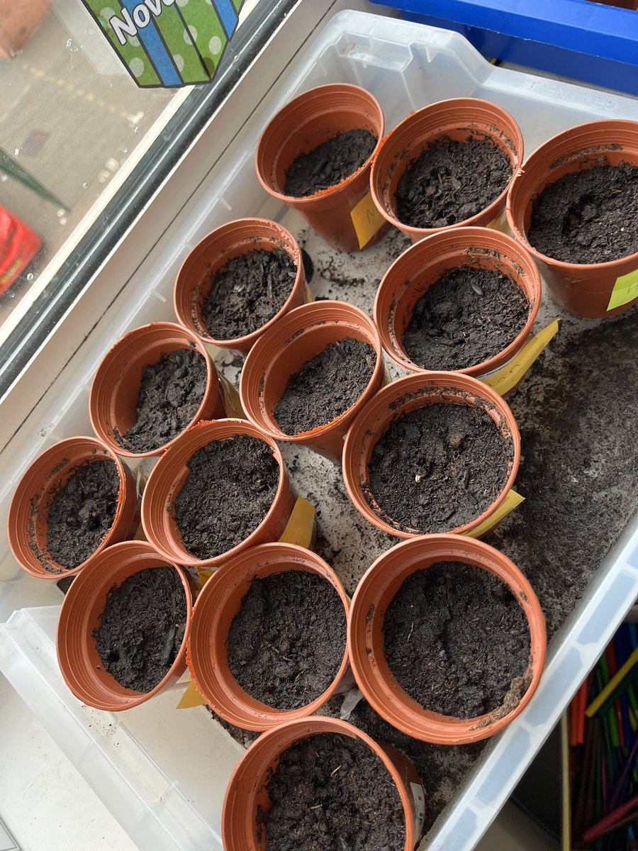 Class3_stmarys's tweet photo. Class 3 have thoroughly enjoyed their Science lesson this week. We have planted our own sunflower seeds ready to record what happens to them over the next 2 weeks. 
Can you remember what equipment we need to plant a sunflower seed? 
What does your seed need to grow? https://t.co/UpK8zkqt5Q