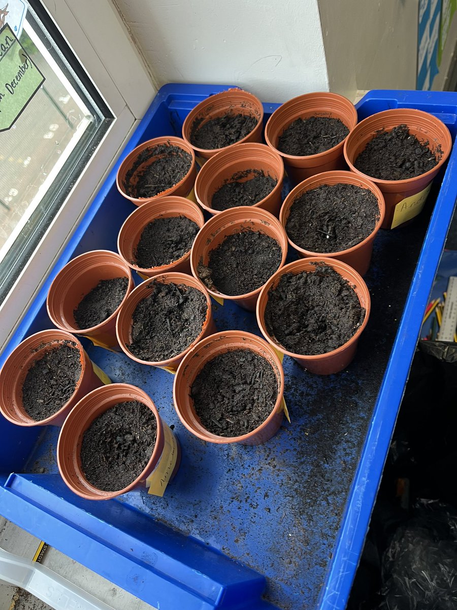 Class3_stmarys's tweet photo. Class 3 have thoroughly enjoyed their Science lesson this week. We have planted our own sunflower seeds ready to record what happens to them over the next 2 weeks. 
Can you remember what equipment we need to plant a sunflower seed? 
What does your seed need to grow? https://t.co/UpK8zkqt5Q