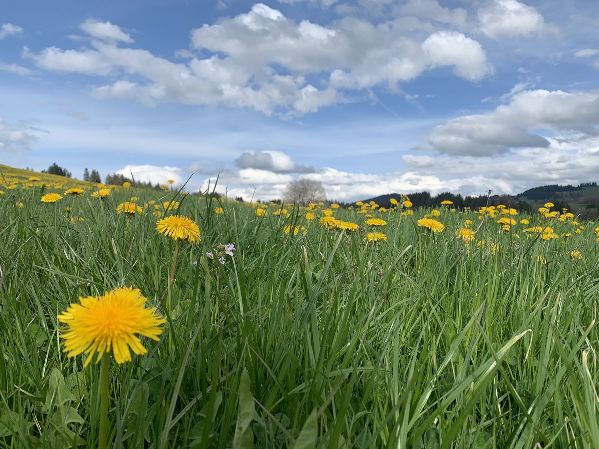 MiNeukirch's tweet photo. Einfach: Lieblingszeit…
#allgäu #frühling https://t.co/mtLMj2F5yw