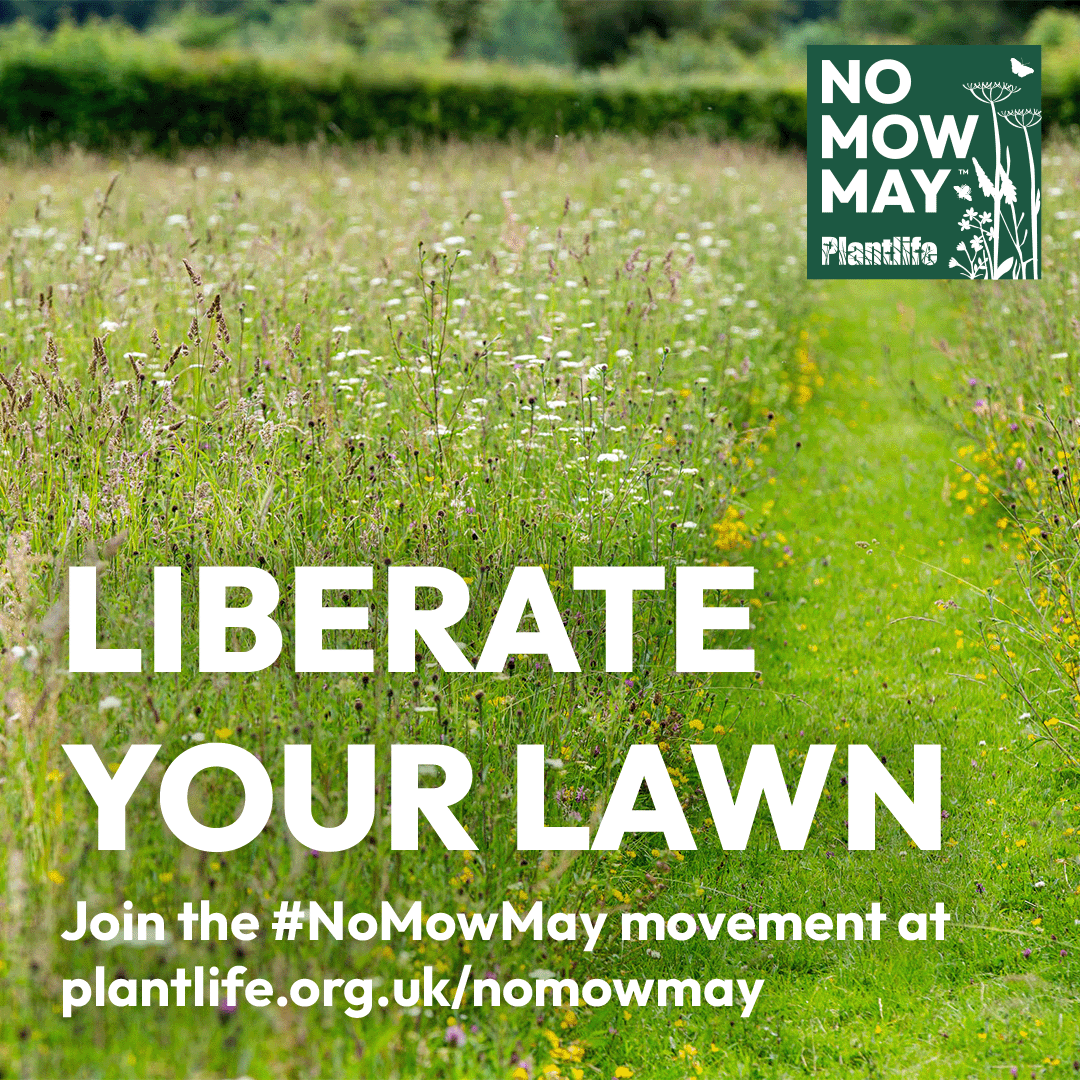 Love_plants's tweet photo. Are you liberating your lawn this year?🌱 

The start of Plantlife's #NoMowMay is almost here! 

Join the movement here. 
👉 https://t.co/05M0j8nLx9

Share this post to show everyone you're taking part in Plantlife's #NoMowMay this year!🌻 🌱 🌷 https://t.co/TL80gs2L3e