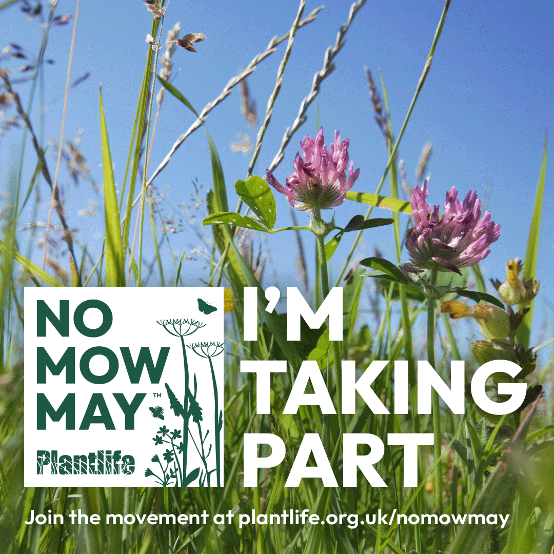 Love_plants's tweet photo. Are you liberating your lawn this year?🌱 

The start of Plantlife's #NoMowMay is almost here! 

Join the movement here. 
👉 https://t.co/05M0j8nLx9

Share this post to show everyone you're taking part in Plantlife's #NoMowMay this year!🌻 🌱 🌷 https://t.co/TL80gs2L3e