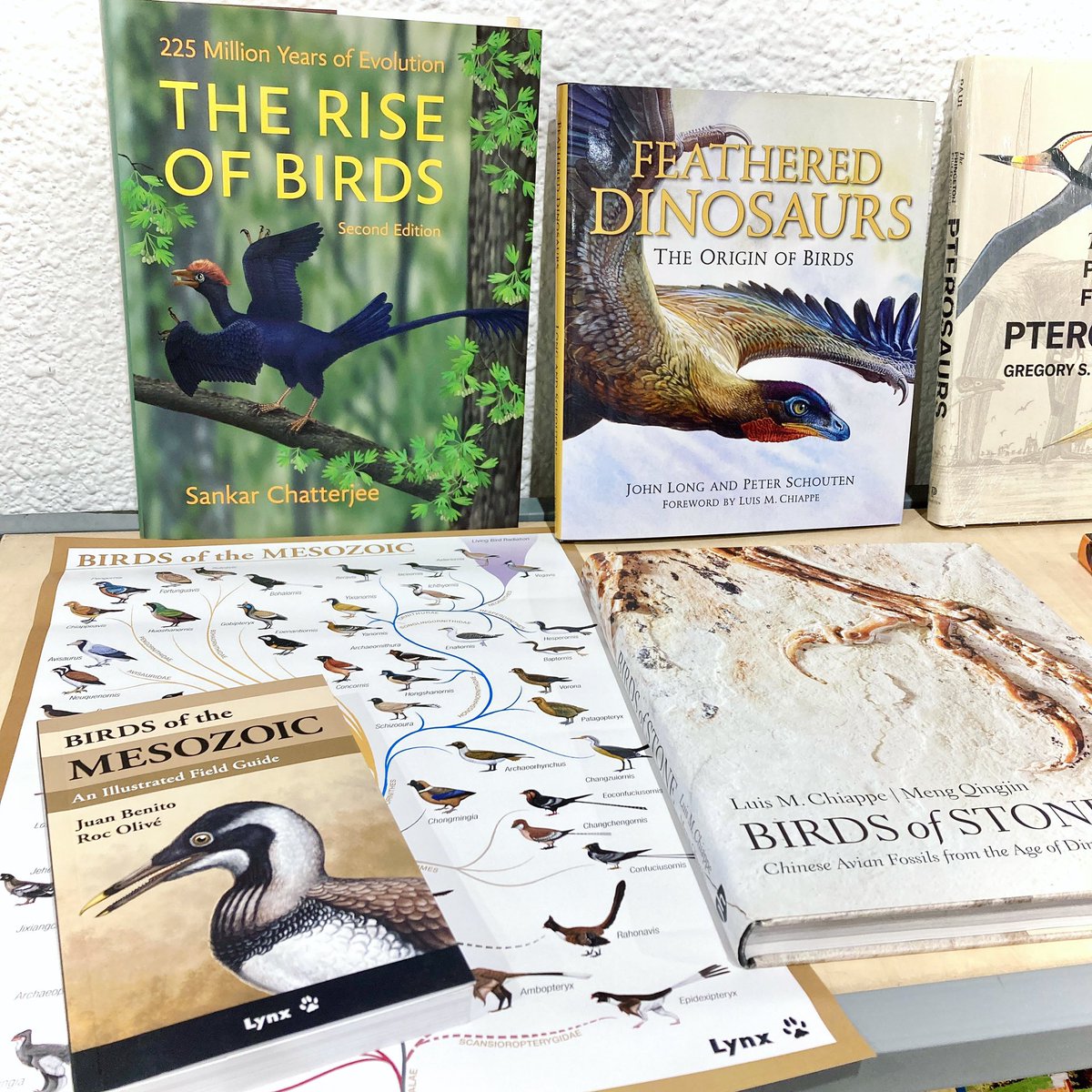 Selección editorial de libros sobre los fascinantes origenes de las aves 🦅 Esta semana @SomormujoRadio entrevistan a @J_BenitoMoreno 🎧📻 Escucha en el programa un código promocional de descuento ‼️ para comprar en Oryx su libro 'Birds of Mesozoic' + regalo de un póster ✨