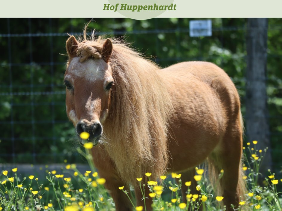 Wuhuuuu, heute ist mein Geburtstag 😍 Könnt Ihr glauben, dass ich stolze 31 Jahre alt werde? Euer Zombi

#hofhuppenhardt #tierschutz #cute #etn #picoftheday #horse #pferdeliebe #pony #ponyliebe #minishetty #blumen #schönheit #geburtstag