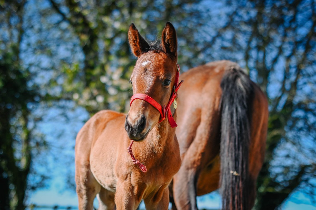 Happy Foal Friday from our PLANTEUR ex PUT THE KETTLE ON filly🥳

@rpbloodstock #RPFoalGallery