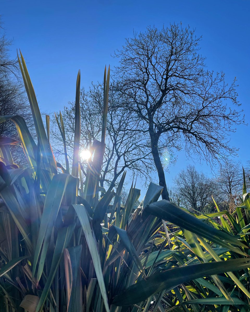 Stifyn1's tweet photo. Sky blue #awyrlas #skyblue #garden #naturephotography #april #friday #weekend #spring https://t.co/O7xod43RZg