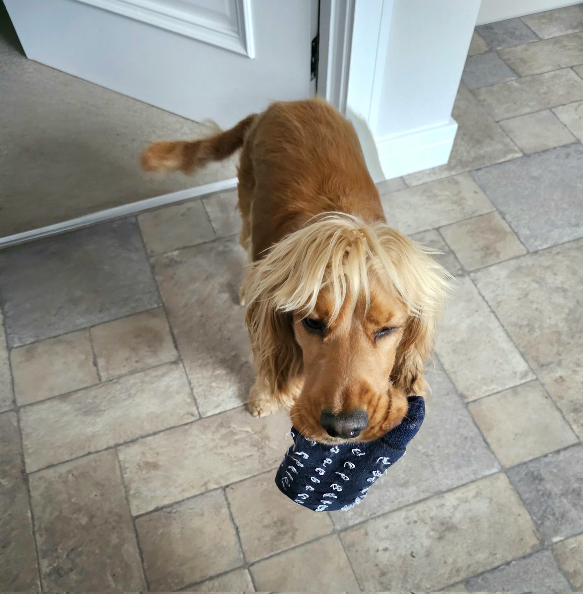 BonnieBess6's tweet photo. Mam's wondering why she's got holes in her sock. I think it could be carelessness on her part, I've checked this pair & they're fine #beinghelpful #Dogsarefamily #DogsofTwittter #spanieling https://t.co/J1PRleJFHo