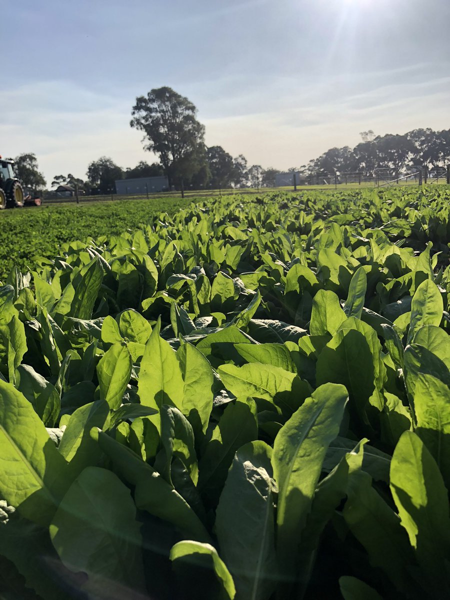 MiltonSite's tweet photo. Check out the autumn growth on the spring sown plantain and chicory at the Milton Trial Site. These pasture species have taken full advantage of the early rains and warm weather recently. #VickeryBros #McDonaldRuralServices #trials #plantain #chicory #pasture #agriculture https://t.co/zet8CBfJ9r