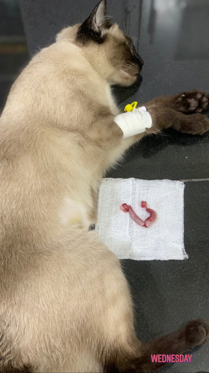 maazveterinary's tweet image. Spaying of Cat