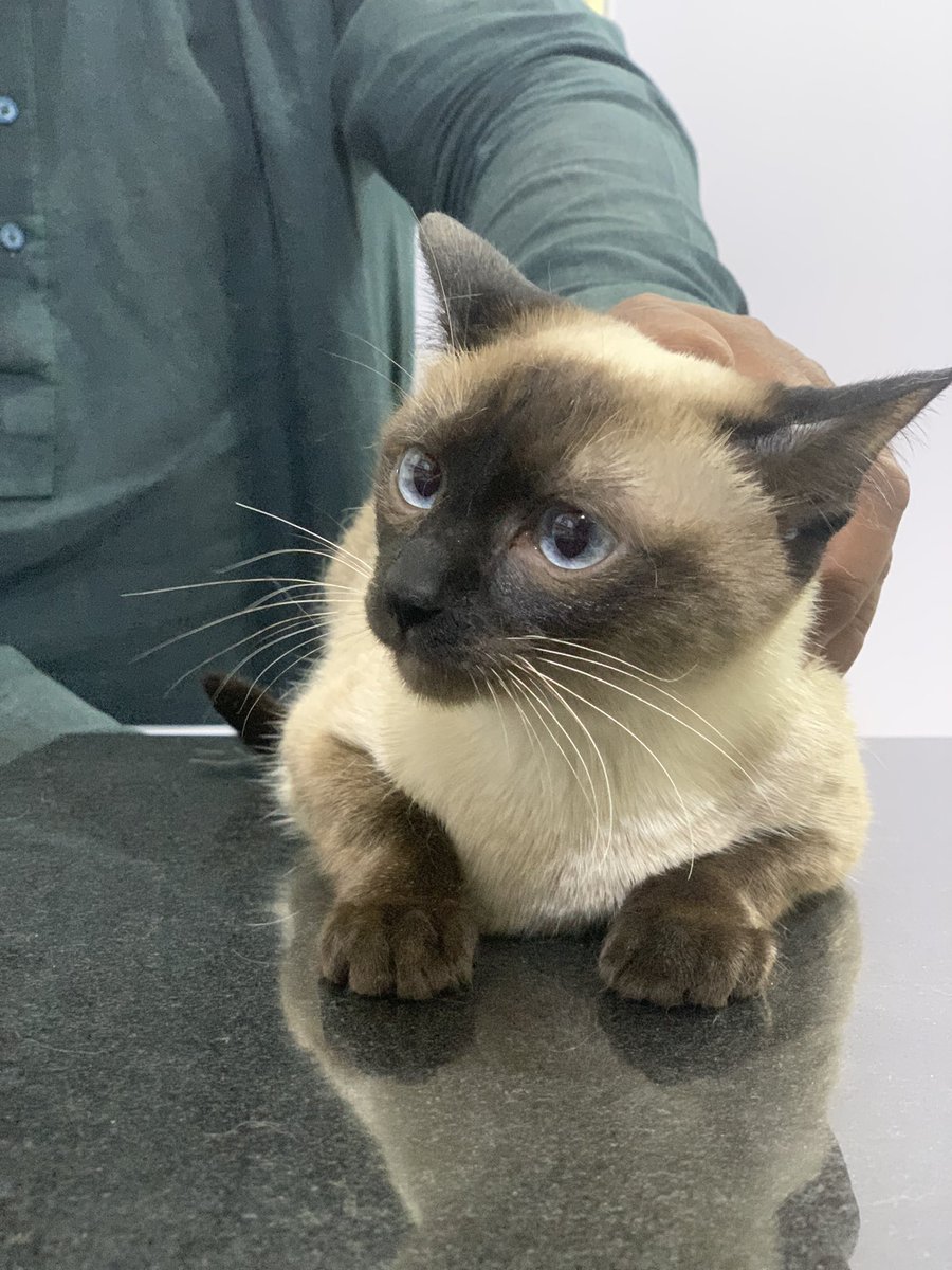 maazveterinary's tweet image. Spaying of Cat