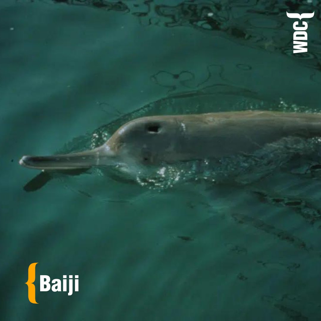 Did you know there was once a species of dolphin called baiji? The baiji was the first dolphin species driven to extinction by humans. 😔 The baiji was the only member of the mammal family called Lipotidae. This is because the baiji had unique features which were not shared…