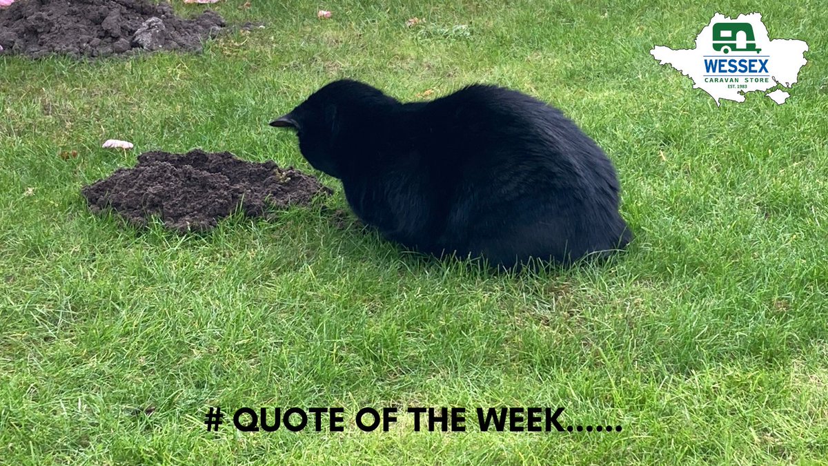 #quote #blackcats #catsofinsta "Insanity is doing the same thing, over &amp; over again, but expecting different results." One of our work from home office cats Agatha was demonstrating this principle this week in her bid to catch the mole! And don't worry history tells us she won't!