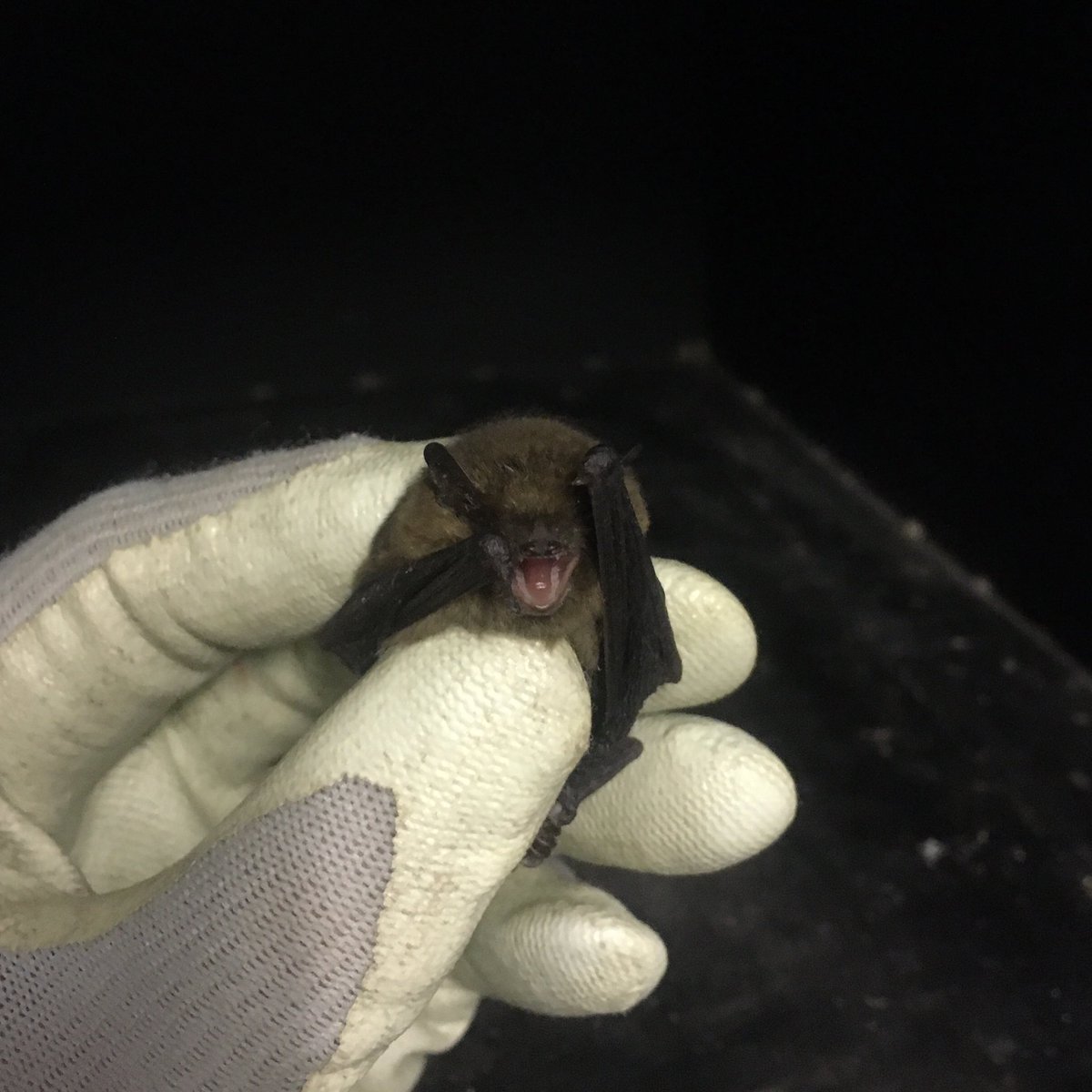 I had this female Soprano Pipistrelle in care for a few days. Click link to watch a video of its stay with me.

youtu.be/Reu9_IiWjkw

#bat #batcare #batrehab #wildliferehab #wildliferehabber #batrescue #wildliferescue #wildlife #nature
@BBCSpringwatch @_BCT_ @Mammal_Society