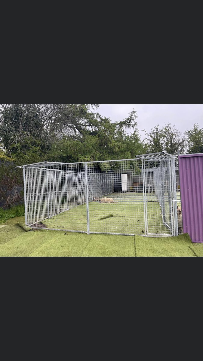JacquiSaid's tweet photo. Just wanted to show you how a rescue can escape from anywhere #KeepRescuessafe #Romanian #Foreigndogs https://t.co/z1jYLj4mE5 https://t.co/mxgULruD6t