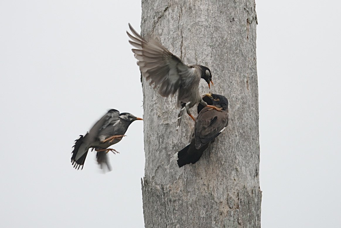 최근 관찰 횟수가 늘어나는 검은머리갈색찌르레기가 제주에서도 관찰되었습니다. 찌르레기가 찜해 놓은 둥지 구멍을 탐해서 찌르레기 부부 스트레스 엄청 날듯..