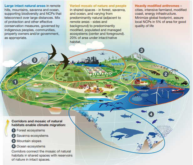 IPBES's tweet image. What is a multifunctional ‘scape approach and what does it incorporate?💭

‘scape being shorthand for:
⛰️land-
💧freshwater-
🌊seascapes

Learn more w/ #BiodiversityClimateScience from @ipbes &amp;amp; @ipcc_ch co-sponsored workshop report
ipbes.net/biodiversitycl…