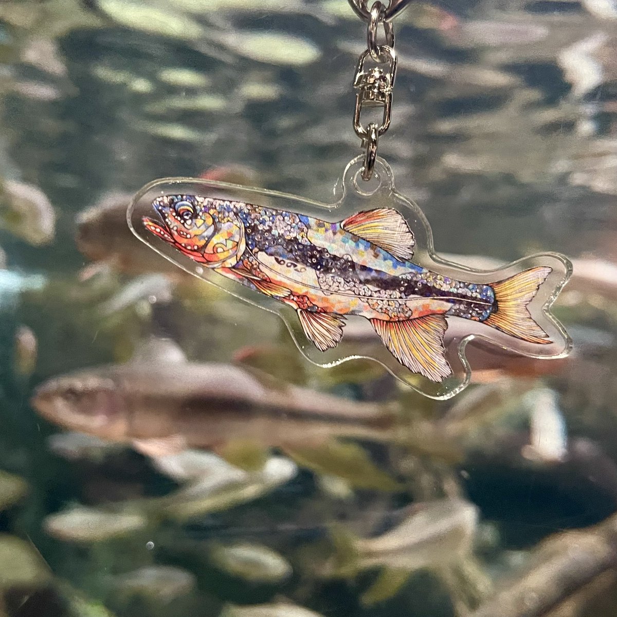 アクア・トト ぎふさんで、アクキーのガチャガチャが、今日から始まり