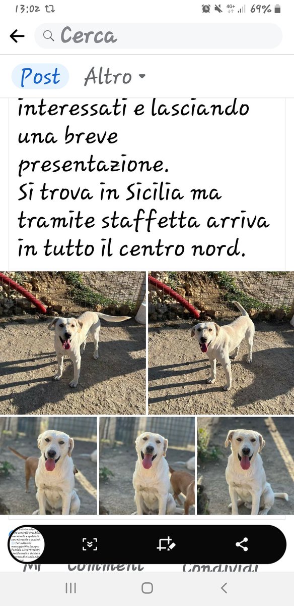 🆘️🆘️🆘️🆘️🆘️🆘️🆘️Vittorio Russo 🐕🐕🐕🐕🐕🐕