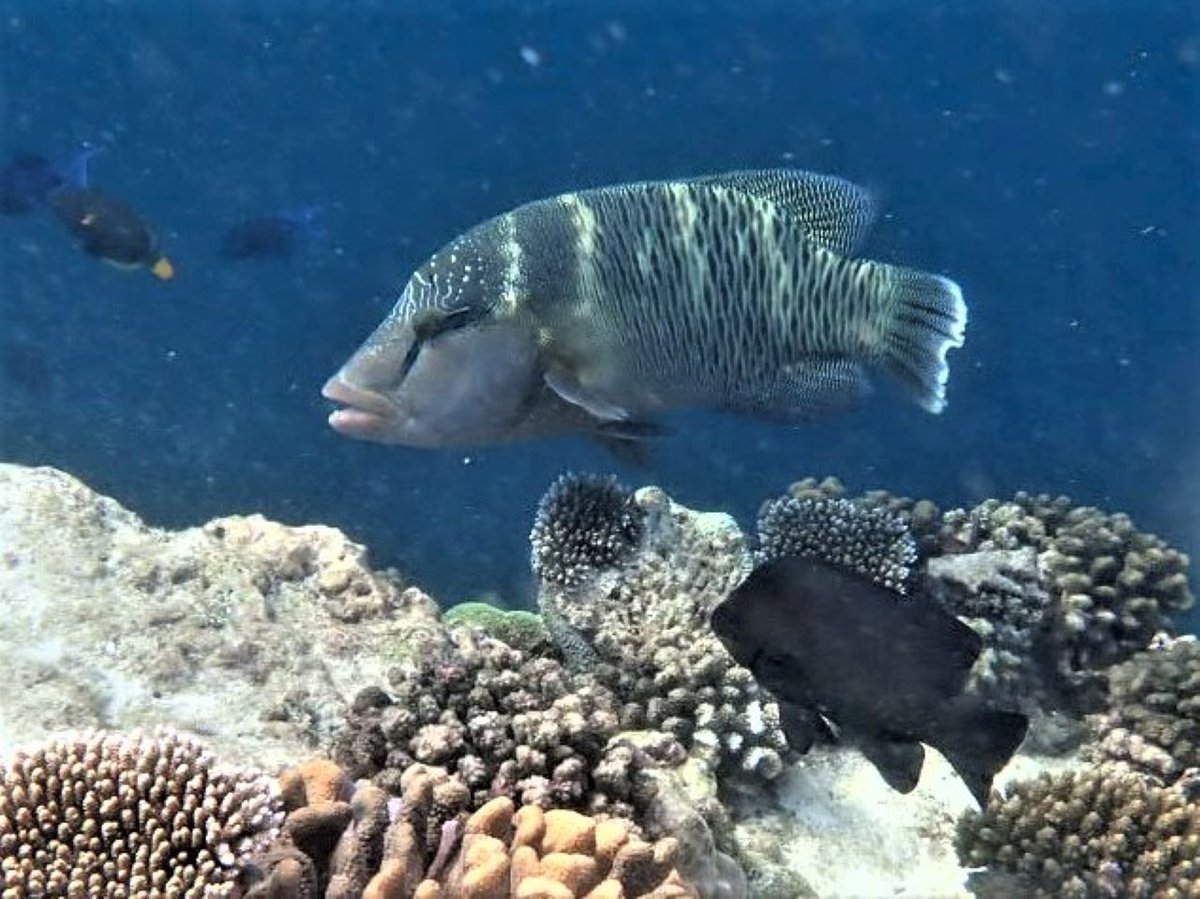 Angelfish Travel tweet media