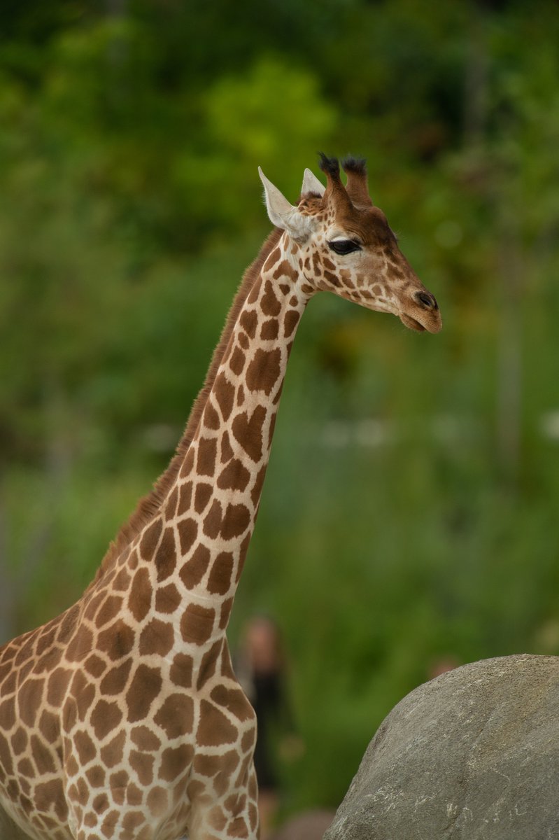 Parc zoologique de Paris tweet media