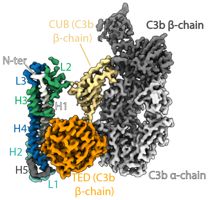 ParasiteMatt's tweet photo. We have a new pre-print! The cryoEM structure of the trypanosome C3b receptor, ISG65 bound to C3b and what we learn about how these cunning parasites evade complement-mediated killing when they infect us. All done by @BiochemCook in collaboration with Mark Carrington https://t.co/Qnnu4u77Tc