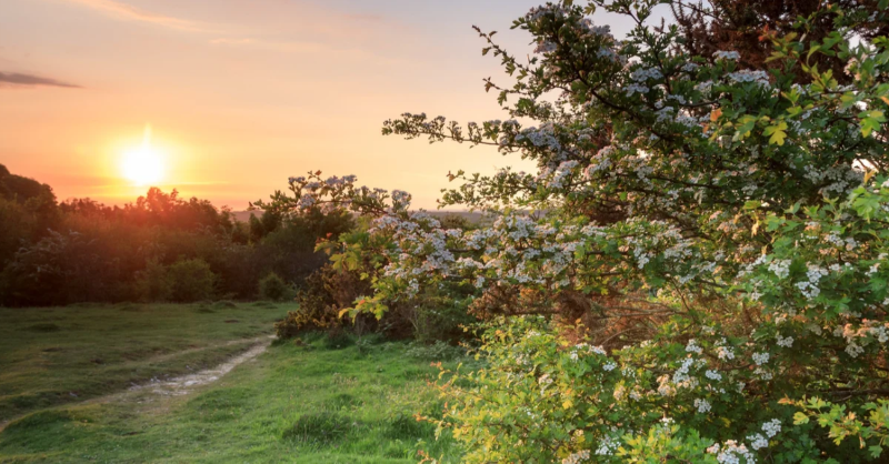 nationaltrust's tweet photo. Our research shows that orchards and hedgerows are vanishing. This means not as many homes for wildlife and far fewer people taking in the beauty of spring blossom - but we believe it’s not too late to bring blossom back. Read more, here👇 #BlossomWatch