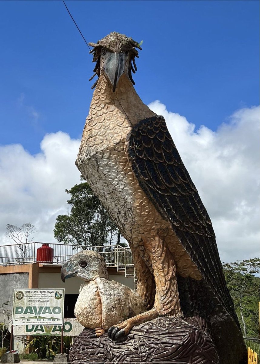 anafabsss's tweet image. #wheninDavao  🦅 
#lifeishere ❤️