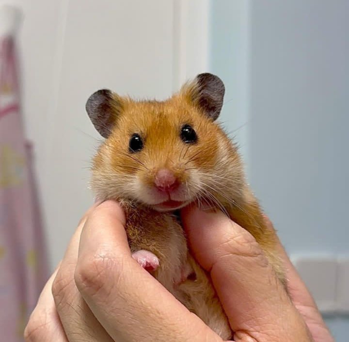 Who needs a therapist when you have a hamster to cuddle with? #therapypet #stressrelief