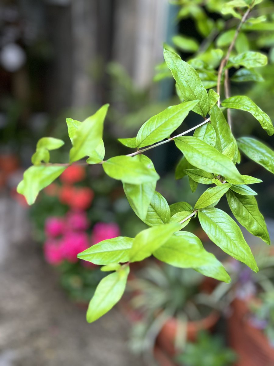DuarteCrispim's tweet photo. le jardin secret…
Spring time 🌞
#artist #garden #pateo #living #home #lifestyle #air #nature_perfection #studio #life #naturelover #portugal #click2inspire #capture_pt #houseplants https://t.co/R7jZPQpLZ1