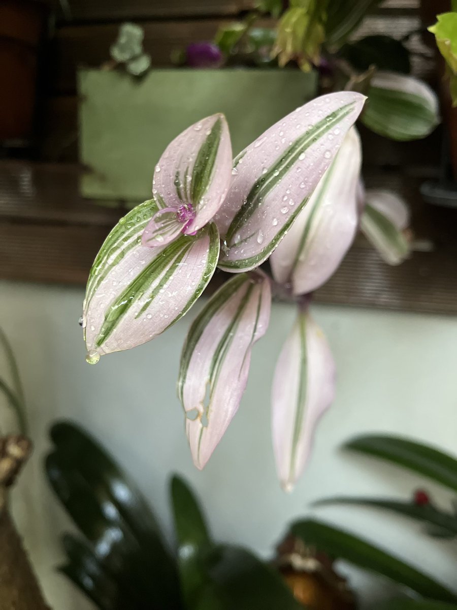 DuarteCrispim's tweet photo. le jardin secret…
Spring time 🌞
#artist #garden #pateo #living #home #lifestyle #air #nature_perfection #studio #life #naturelover #portugal #click2inspire #capture_pt #houseplants https://t.co/R7jZPQpLZ1
