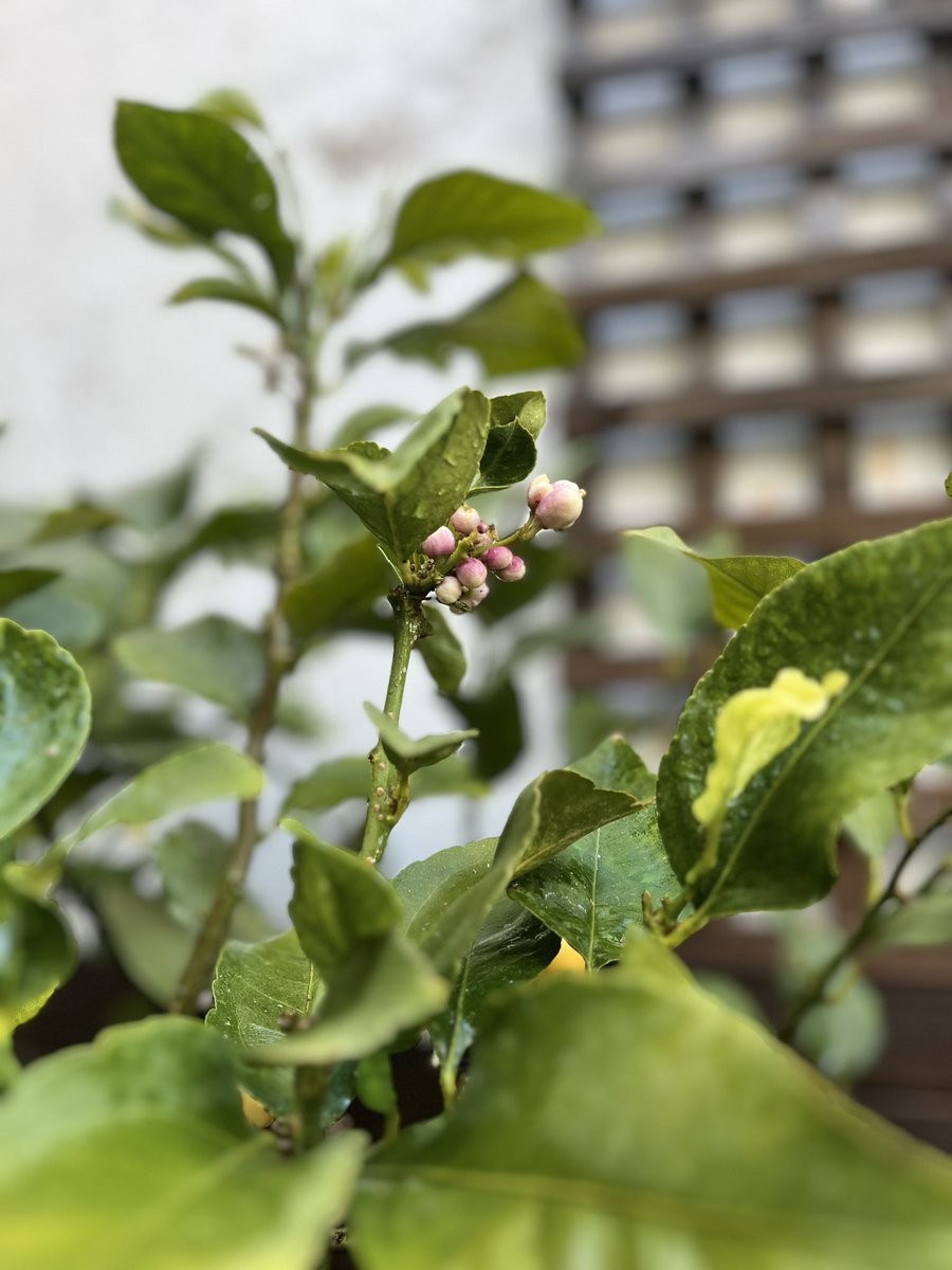 DuarteCrispim's tweet photo. le jardin secret…
Spring time 🌞
#artist #garden #pateo #living #home #lifestyle #air #nature_perfection #studio #life #naturelover #portugal #click2inspire #capture_pt #houseplants https://t.co/R7jZPQpLZ1