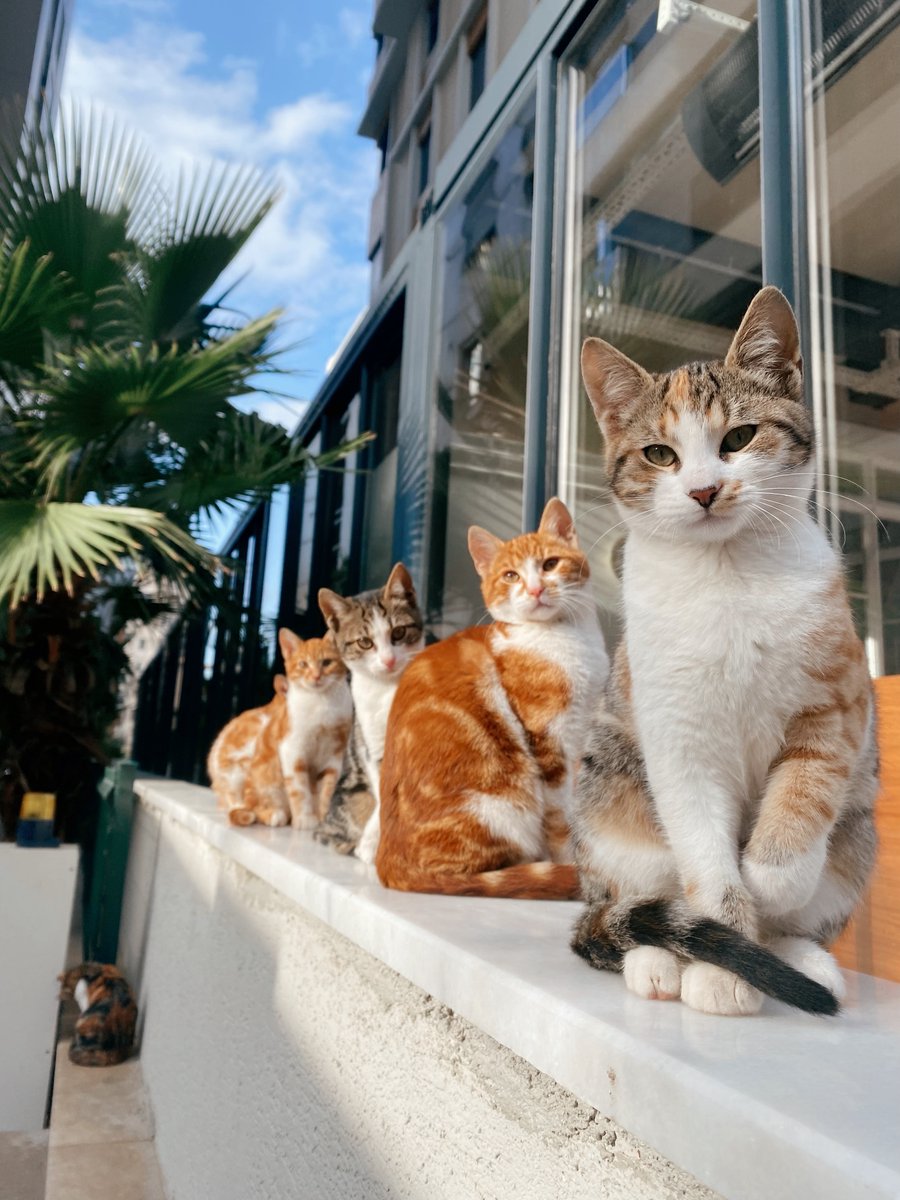 myesadoctor's tweet photo. 📚 Just stumbled upon an insightful scientific study titled "Your Pet Really Does Make You Happier—Both Cats and Dogs Significantly Improve Mental Health". 

The sheer happiness that pets bring into your home is incredibly powerful 🐾✨ #PetsAreTherapy #HappinessBoost #Cats https://t.co/TMPqKGqt81