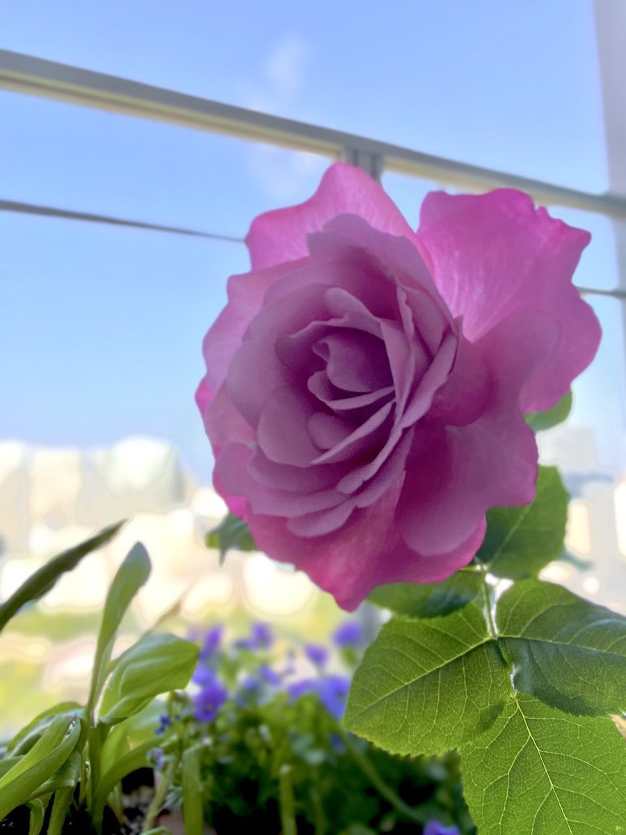 Meet my second bloom of “Le Comte Fersen” 🌹

 #FlowersOnFriday #PinkFriday
#NotRoseWednesday #RoseADay 
#GardeningTwitter