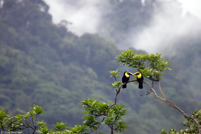 ¡Qué oportunidad, esp. para postdoctorados latinoamericanos!  
3yr postdoc position 👩🏿‍🔬 #tree-#frugivore-#networks &amp; #seed-dispersal 🦜🦇🍒🫒🍇in #tropical forest #restoration and #recovery in #Ecuador 🇪🇨

RT or apply soon: reassembly.de/the-team/job-a…