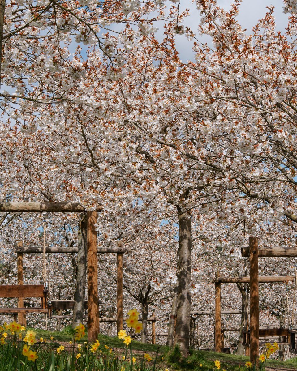 VisitNland's tweet image. It's #NorthumberlandHour ⏰

Today we are celebrating the amazing Taihaku cherry blossoms at The @AlnwickGarden. Only in bloom for two weeks, you absolutely have to go and see them when you are in #Northumberland.

#EndlessExperiences #VisitNorthumberland