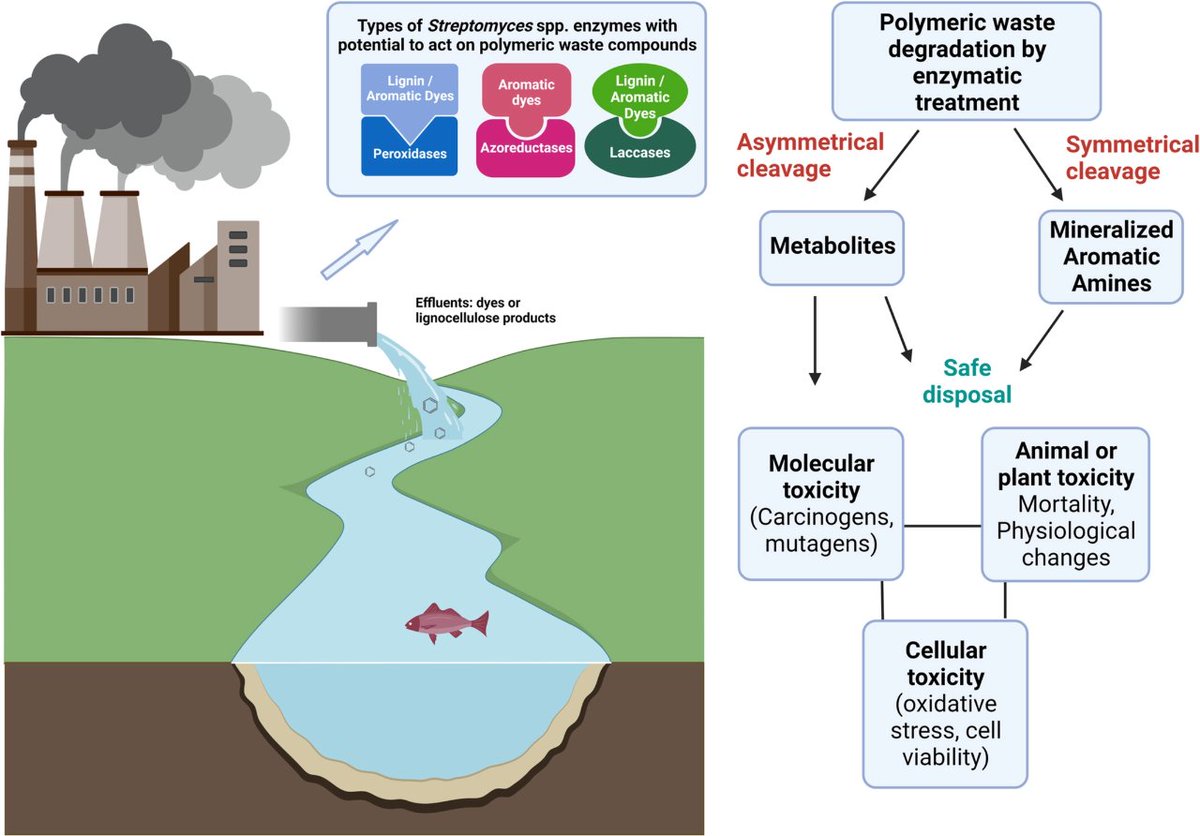 CIRCULAR ECONOMY MINIREVIEW: Streptomyces are among the most relevant industrial microbes. Cuebas-Irizarry <a href="/mcuebs/">Mara Cuebas Irizarry</a> and Gruden explore Streptomyces' potential to deal with wastes and pollutants. Check out ➡️ mtr.cool/fcgodvjuxf to learn more.